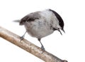 Willow Tit, Black-capped Chickadee, Parus montanus