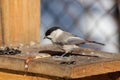 Willow Tit, Black-capped Chickadee, Parus montanus