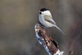 Willow tit with ice crystals on its beak sits on a thick broken branch.