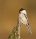 Willow Tit, Parus montanus