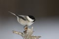 Willow tit, Parus montanus borealis Royalty Free Stock Photo