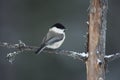 Willow tit, Parus montanus borealis Royalty Free Stock Photo