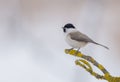 Willow tit - Parus montanus - Poecile montanus