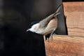 Willow tit perched on a piece of driftwood with a dark backdrop