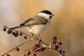 Willow Tit (Poecile montanus) Royalty Free Stock Photo