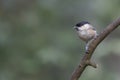 Willow Tit Poecile montanus on a branch in the forest of Noord Brabant in the Netherlands. copy space.