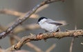 Willow tit (Poecile montanus) closeup