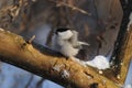 Willow tit on the frost turned into a fur glomerulus.