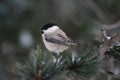 Willow Tit portrait Royalty Free Stock Photo