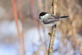 Willow tit sits on a branch covered with lichen.