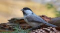 Willow tit sits in a forest rubbish