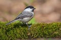 Willow tit sits on a green mossy branch in forest