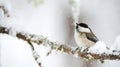 Willow tit in winter