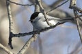 willow tit who sits on a branch on a winter