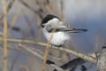 Willow tit who sits on a branch on a winter day