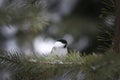 Willow tit in the winter forest. Beautiful small winter bird. Royalty Free Stock Photo