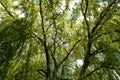 Lush green crown of willow. Natural plant background.