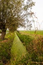 Willow tree on the banks of a Dutch polder ditch in autumn Royalty Free Stock Photo