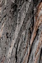 Willow Tree Bark Background