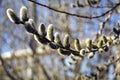 A willow tree blooms against the sky. Royalty Free Stock Photo