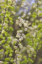 Willow tree blossoms in spring