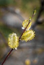 Willow tree branch on early spring . Royalty Free Stock Photo