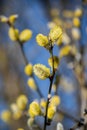 Willow tree branch on early spring . Royalty Free Stock Photo