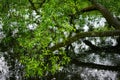 Willow tree branch over water Royalty Free Stock Photo