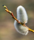 Willow tree branch in the spring . Royalty Free Stock Photo