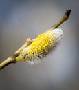 Willow tree branch in the spring Royalty Free Stock Photo