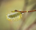 Willow tree branch in the spring . Royalty Free Stock Photo
