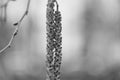 Willow tree branch with young blossom catkins in spring garden, monochrome, black and white background