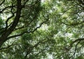 Willow tree branches against the sky Royalty Free Stock Photo