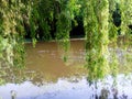 willow tree branches hanging over the lake Royalty Free Stock Photo