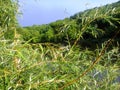 Willow tree branches hanging over the lake Royalty Free Stock Photo