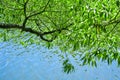 Willow tree branches are reflected in water of pond or lake with small ripples Royalty Free Stock Photo