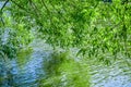 Willow tree branches are reflected in water of pond or lake with small ripples Royalty Free Stock Photo