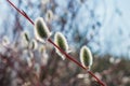 Willow tree, buds in spring Royalty Free Stock Photo