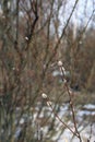 Willow Tree Catkins in Closeup