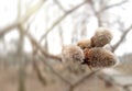 Willow tree close up on a light blurred background with copy space Royalty Free Stock Photo