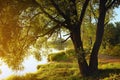 Willow tree by coast of pond at sunset of sunny summer day Royalty Free Stock Photo
