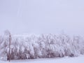 Willow tree covered with snow. A picture of snowy winter Royalty Free Stock Photo