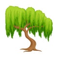 Willow Tree with Exuberant Green Foliage and Trunk Vector Illustration Royalty Free Stock Photo