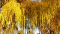 Willow tree