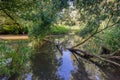 Willow tree fallen in the creek Royalty Free Stock Photo