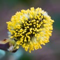Willow tree flower bloom blossom detail yellow pollen natural spring easter