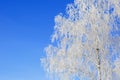 Willow tree in frost closeup on background of blue sky