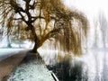 Willow tree in frost