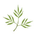Willow tree green branch vector Illustration Royalty Free Stock Photo