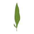 Willow tree green leaf vector Illustration Royalty Free Stock Photo